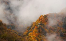 霜降 | 天上寒霜降，人間秋色深縮略圖