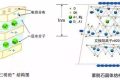 應(yīng)對(duì)新冠要囤蒙脫石散？專家：備一兩盒正常，但未必是止瀉首選縮略圖