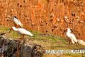 朱鹮 “旅居”留壩河口村 村民暖心投喂魚食縮略圖