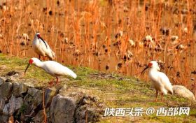 朱鹮 “旅居”留壩河口村 村民暖心投喂魚食縮略圖