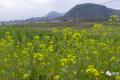 漢中陳村旅游環(huán)線(xiàn)6000畝油菜花海即將盛放縮略圖