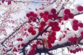 宛若仙境！漢臺景區(qū)絕美雪景上線縮略圖