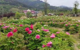 牡丹花已開丨漢中植物園等你來(lái)縮略圖