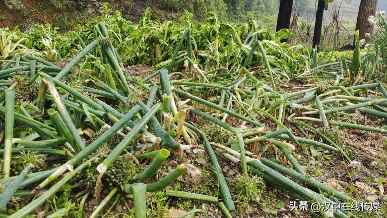 5月7日，漢中市寧強(qiáng)縣突降暴雨及冰雹部分區(qū)域莊稼受損嚴(yán)重插圖