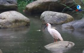 落地陜西！朱鹮國家保護(hù)研究中心獲批縮略圖