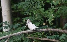 國家“三有”保護(hù)動物白化冠魚狗現(xiàn)身洋縣縮略圖